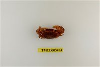 藏品(奧氏後相手蟹)的圖片